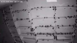 lắp camera nhà yến