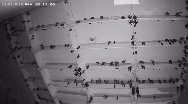 lắp camera nhà yến